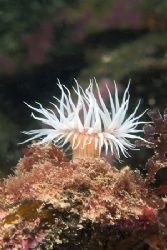 Anemone, all alone.Scotland. 60mm with twin flashguns. by Derek Haslam 